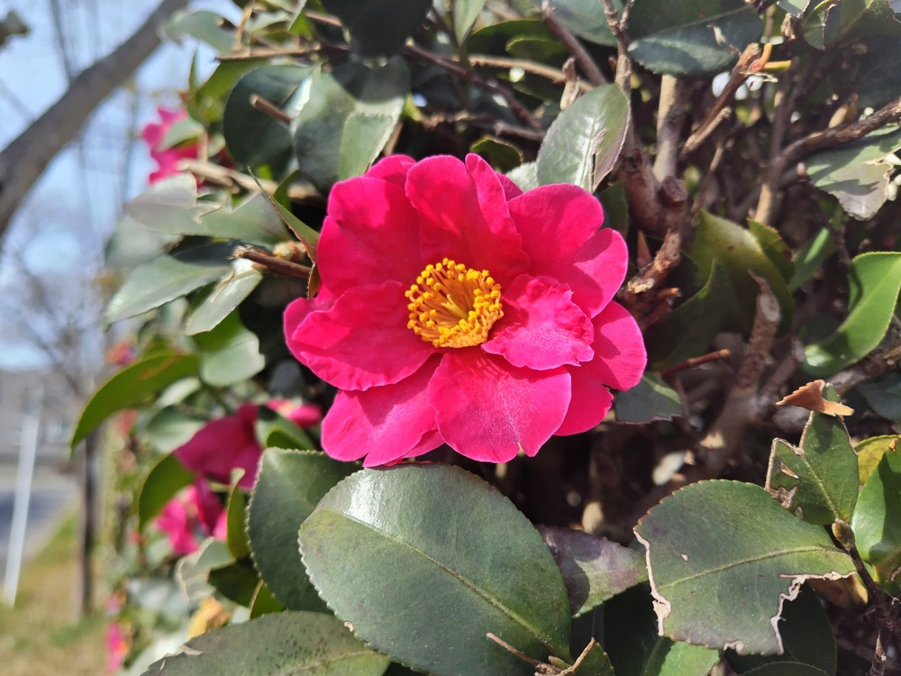 冬から早春に咲く、紅い椿の花。季節の彩りを感じさせる日本の風景