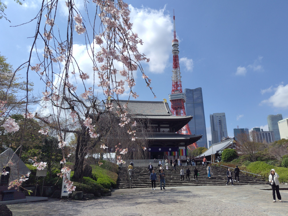 春の桜と増上寺の大殿、背後に東京タワーが見える風景