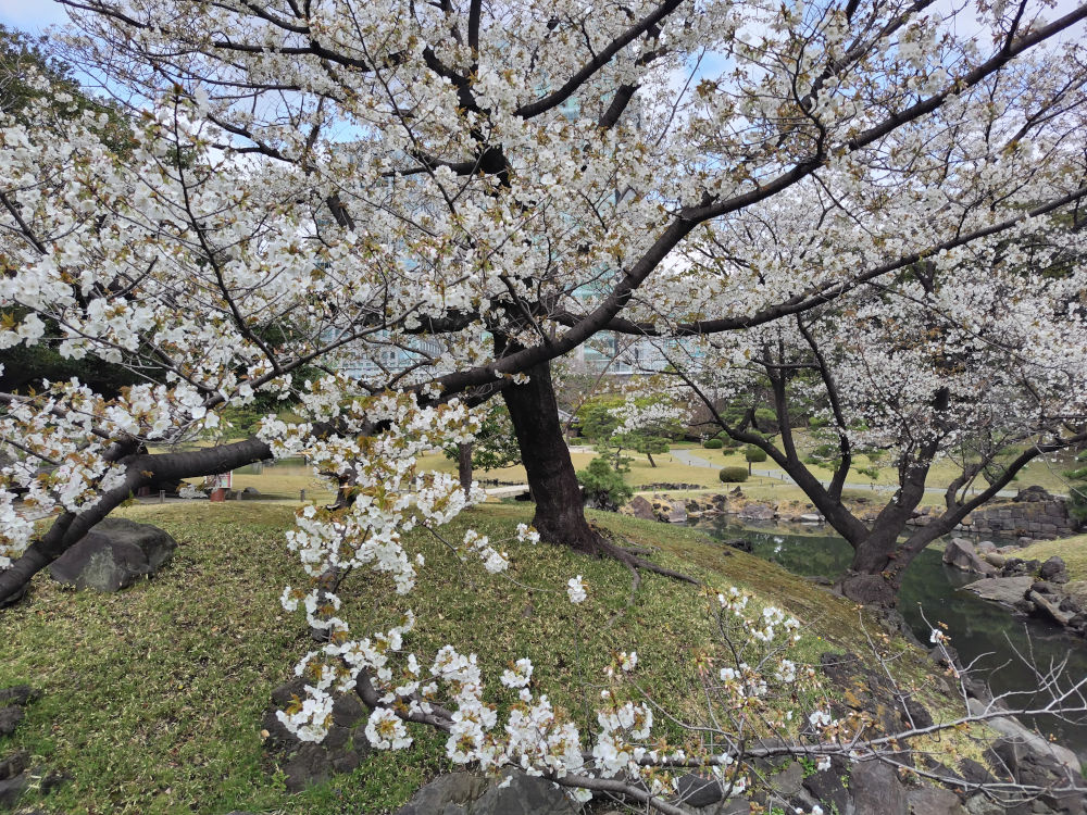 旧芝離宮恩賜庭園に咲く桜の風景