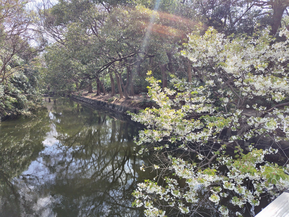 水辺に咲く桜が春を映す庭の風景