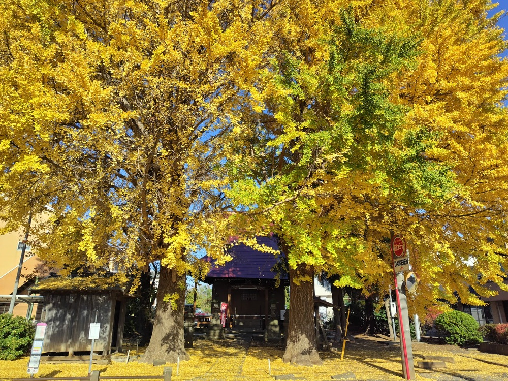 神社の参道に広がる黄金色の銀杏